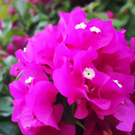 Babai Village Otel Marina di Gairo